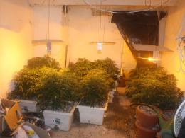 CBŚ zlikwidowało plantację marihuany