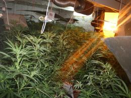 CBŚ zlikwidowało plantację marihuany
