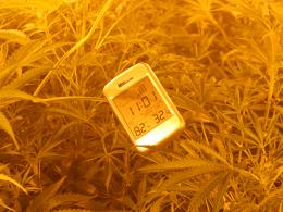 CBŚ zlikwidowało plantację marihuany