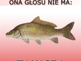 Idź do urny - przekonują Młodzi Konserwatyści