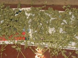 Ogromna plantacja marihuany zlikwidowana