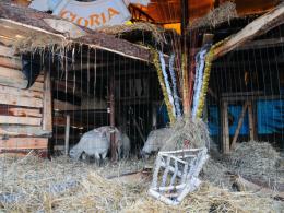 Tradycyjne kolędowanie w żywej szopce