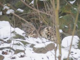 Pantera śnieżna na wybiegu opolskiego zoo