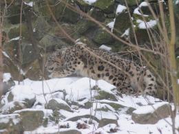 Pantera śnieżna na wybiegu opolskiego zoo