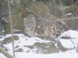 Pantera śnieżna na wybiegu opolskiego zoo