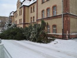 Złodzieje drzew w Głubczycach