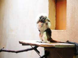 Pani Ania - matka zastępcza opolskiego ZOO