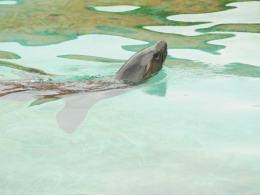 Kolejna uchatka w opolskim zoo