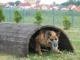 Policyjne psy i ich przewodnicy na zawodach