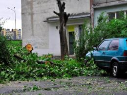 Burza powaliła wiele drzew, m.in. przy ul. Licealnej w Opolu.