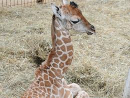 Nowa żyrafa w opolskim zoo. Znajdź dla niej imię