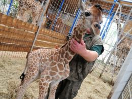 Nowa żyrafa w opolskim zoo. Znajdź dla niej imię