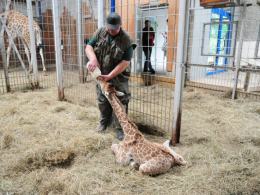 Nowa żyrafa w opolskim zoo. Znajdź dla niej imię
