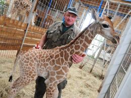 Nowa żyrafa w opolskim zoo. Znajdź dla niej imię