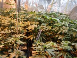 Policjanci zlikwidowali plantację konopii