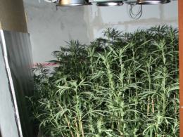Ponad 800 krzaków konopii na nielegalnej plantacji