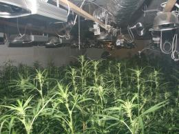 Ponad 800 krzaków konopii na nielegalnej plantacji