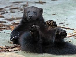 A to już nowy mieszkaniec opolskiego ZOO - rosomak Zeth.