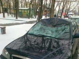 Stado jeleni biega po Zaodrzu