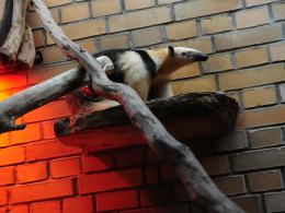 Dora - nowa mieszkanka opolskiego ZOO