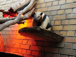 Dora - nowa mieszkanka opolskiego ZOO