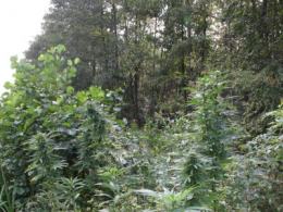 Dwóch 17-latków założyło plantację konopii
