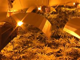 CBŚ zlikwidował ogromne plantacje marihuany