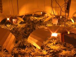 CBŚ zlikwidował ogromne plantacje marihuany