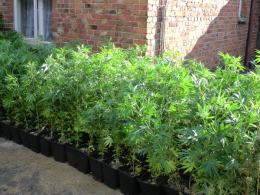 CBŚ zlikwidował ogromne plantacje marihuany
