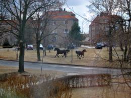 Policja prosi o informacje w razie zauważenia zwierząt. Dotychczas nie odnotowano zgłoszenia w tej sprawie.
