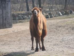 Do opolskiego ZOO przyszła wiosna