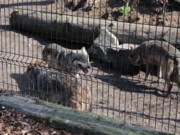 Do opolskiego ZOO przyszła wiosna