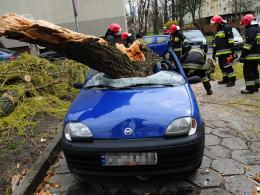 Powalone drzewo zmiażdżyło samochód