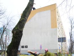Powalone drzewo zmiażdżyło samochód