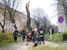 Powalone drzewo zmiażdżyło samochód