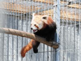 Poznajcie Floriana - nowego mieszkańca opolskiego ZOO