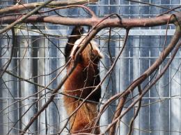 Poznajcie Floriana - nowego mieszkańca opolskiego ZOO