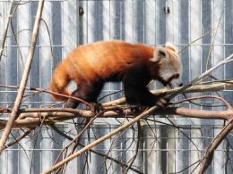 Poznajcie Floriana - nowego mieszkańca opolskiego ZOO