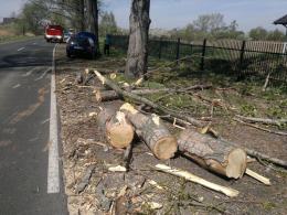 Wiatr powalił drzewo na jadący samochód