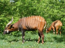 Powodzeniem zakończyła się próba połączenia antylop leśnych bongo. Parę można podziwiać na wybiegu przy trakcie afrykańskim.(Fot: ZOO Opole)