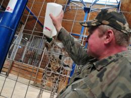 Żyrafa z opolskiego zoo stawia, że Grecja wygra z Polską