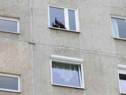 Paw siedział na parapecie okna na piątym piętrze