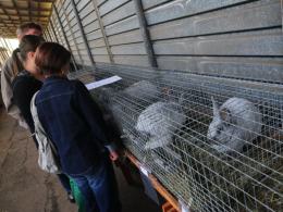 Trwa IX Regionalna Wystawa Zwierząt Hodowlanych