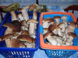 Zobacz zdjęcia z grzybobrania naszych czytelników