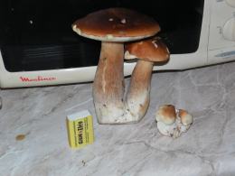 Zobacz zdjęcia z grzybobrania naszych czytelników