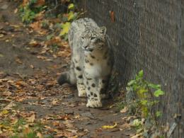 Drapieżny i piękny. Indus - nowy mieszkaniec opolskiego ZOO