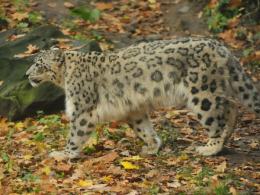 Drapieżny i piękny. Indus - nowy mieszkaniec opolskiego ZOO