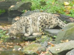 Drapieżny i piękny. Indus - nowy mieszkaniec opolskiego ZOO