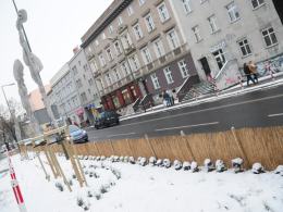 Ratusz dba o zieleń w mieście. Także zimą