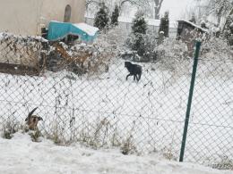 Psy atakują mieszkańców, ich właściciel siedzi w więzieniu. Gmina czeka na tragedię?